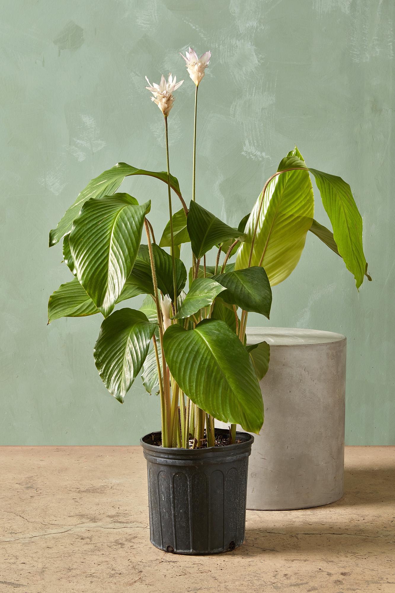 Calathea 'Pink Lotus'