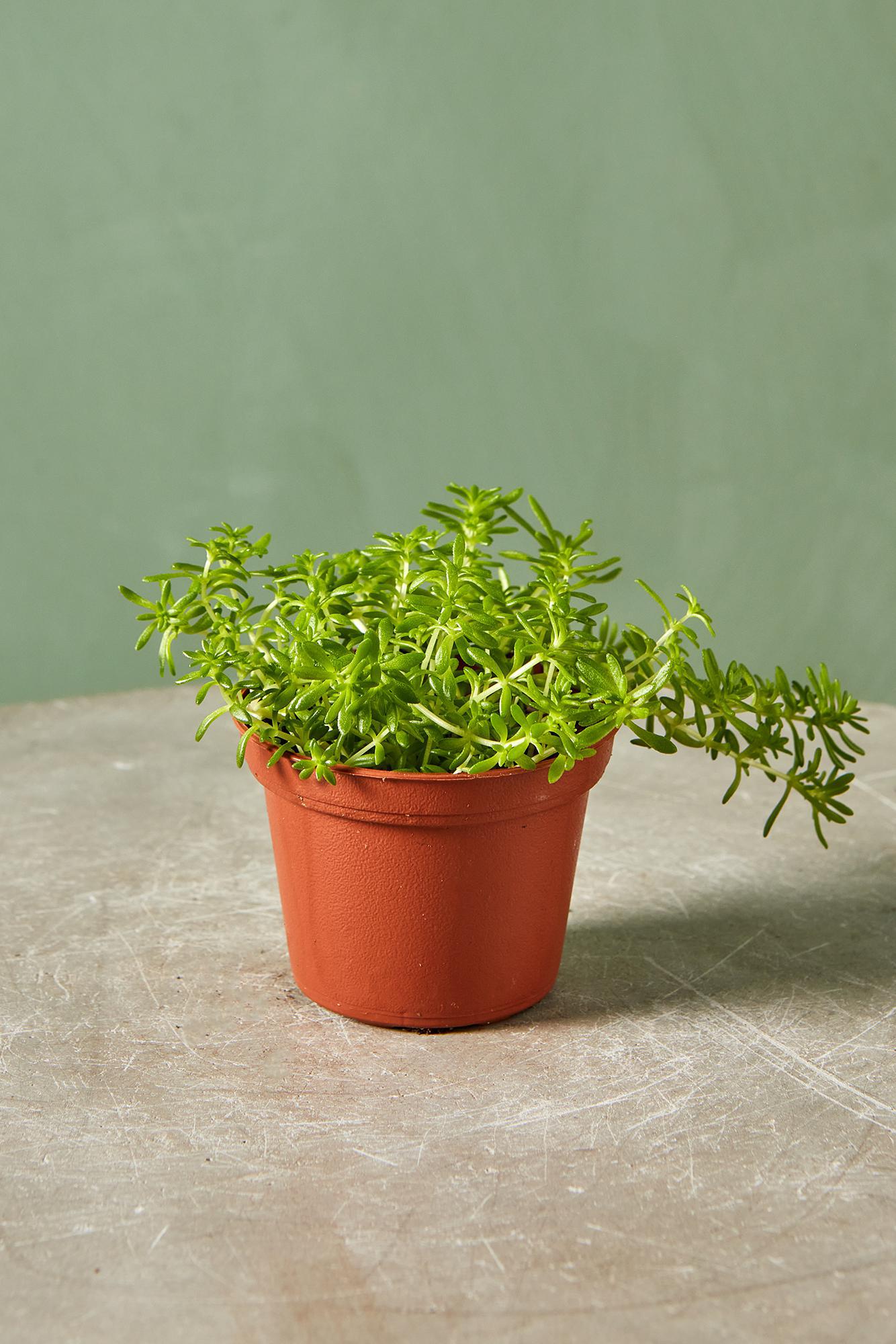 Sedum 'Fine Green Leaf'