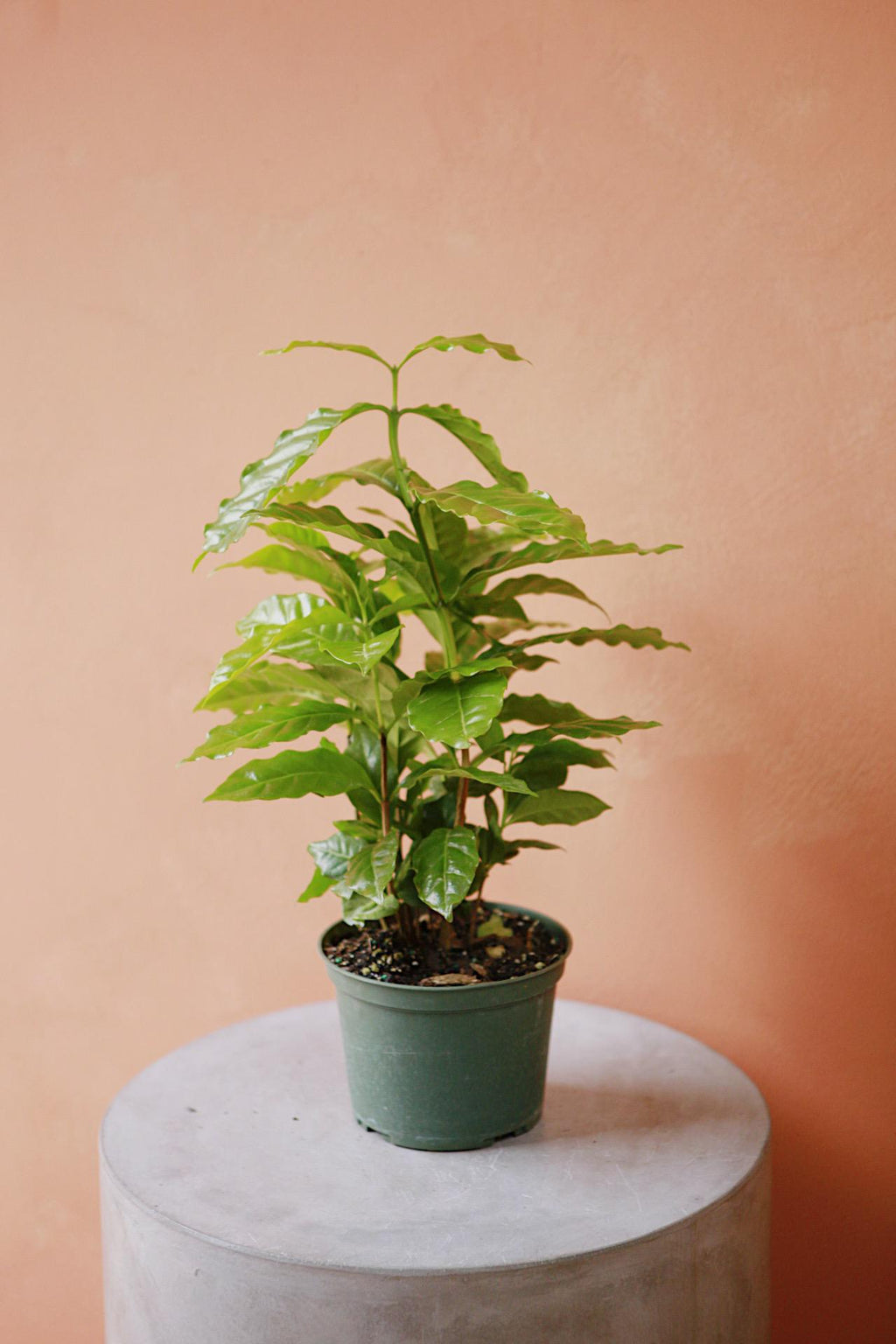 arabica coffee plant indoors Coffee Plant
