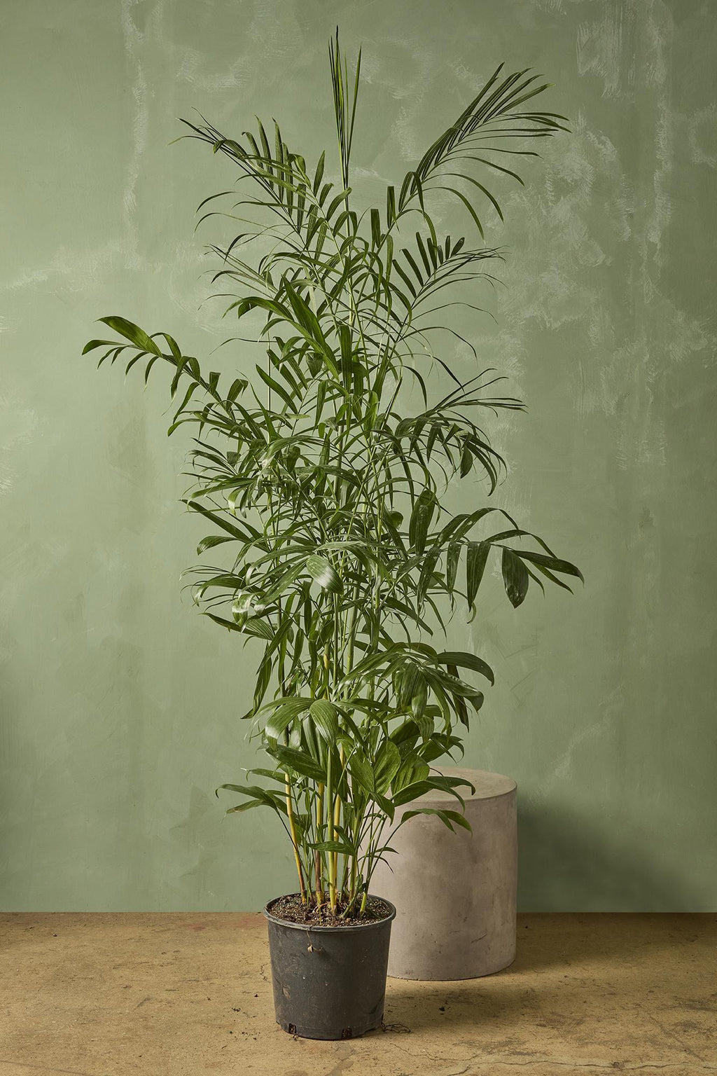 bamboo palm live plant Bamboo Palm