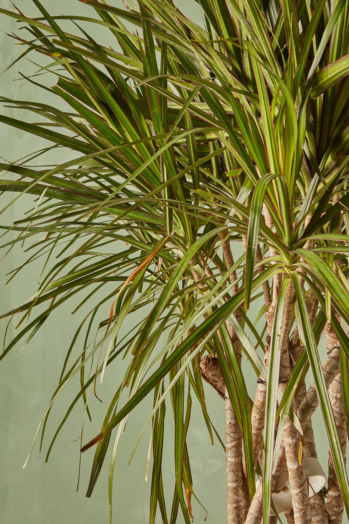 Dracaena marginata