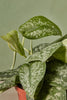 Scindapsus 'Silver Splash'