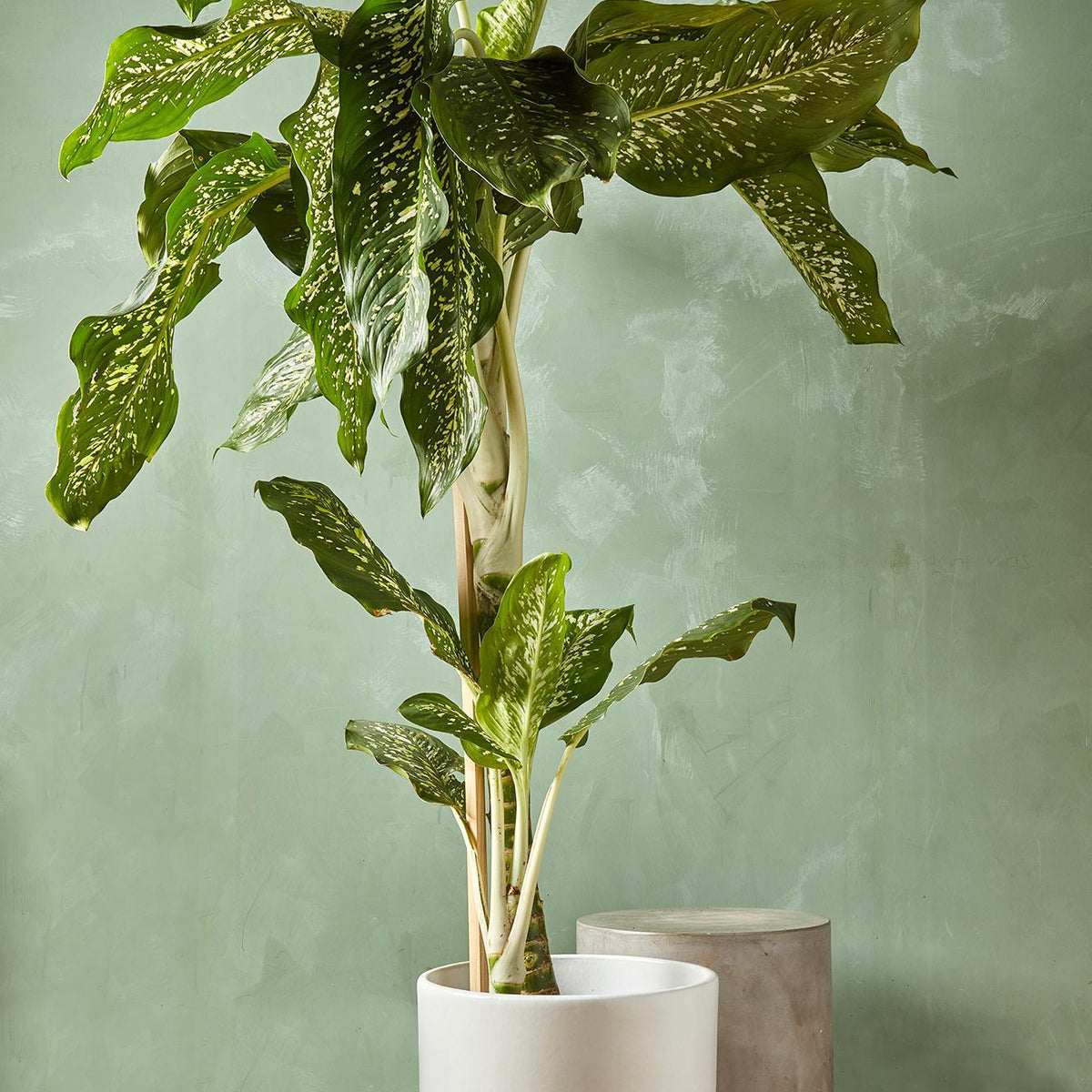 dieffenbachia 19720 Dieffenbachia seguine