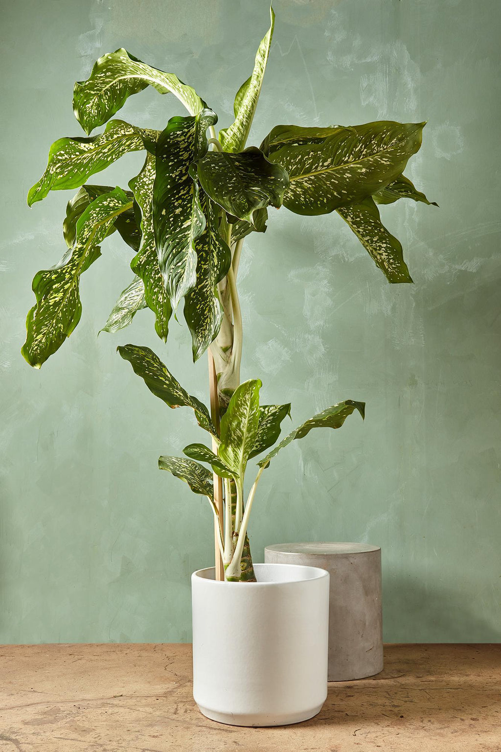 fancy dieffenbachia Dieffenbachia seguine