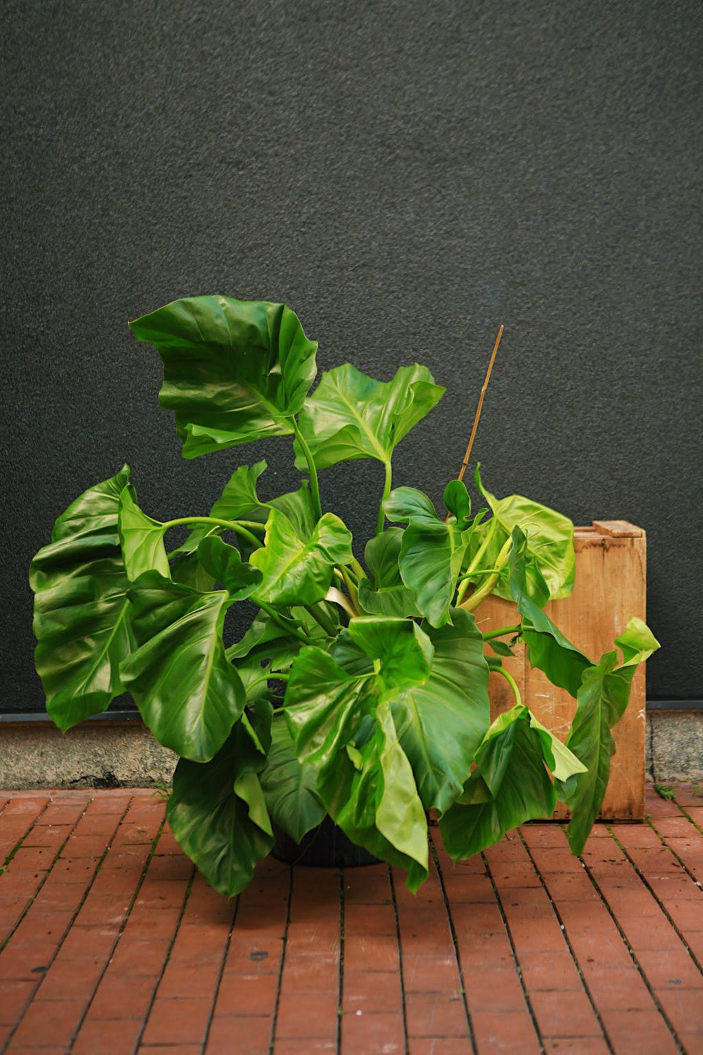 philodendron giganticum Philodendron Giganteum