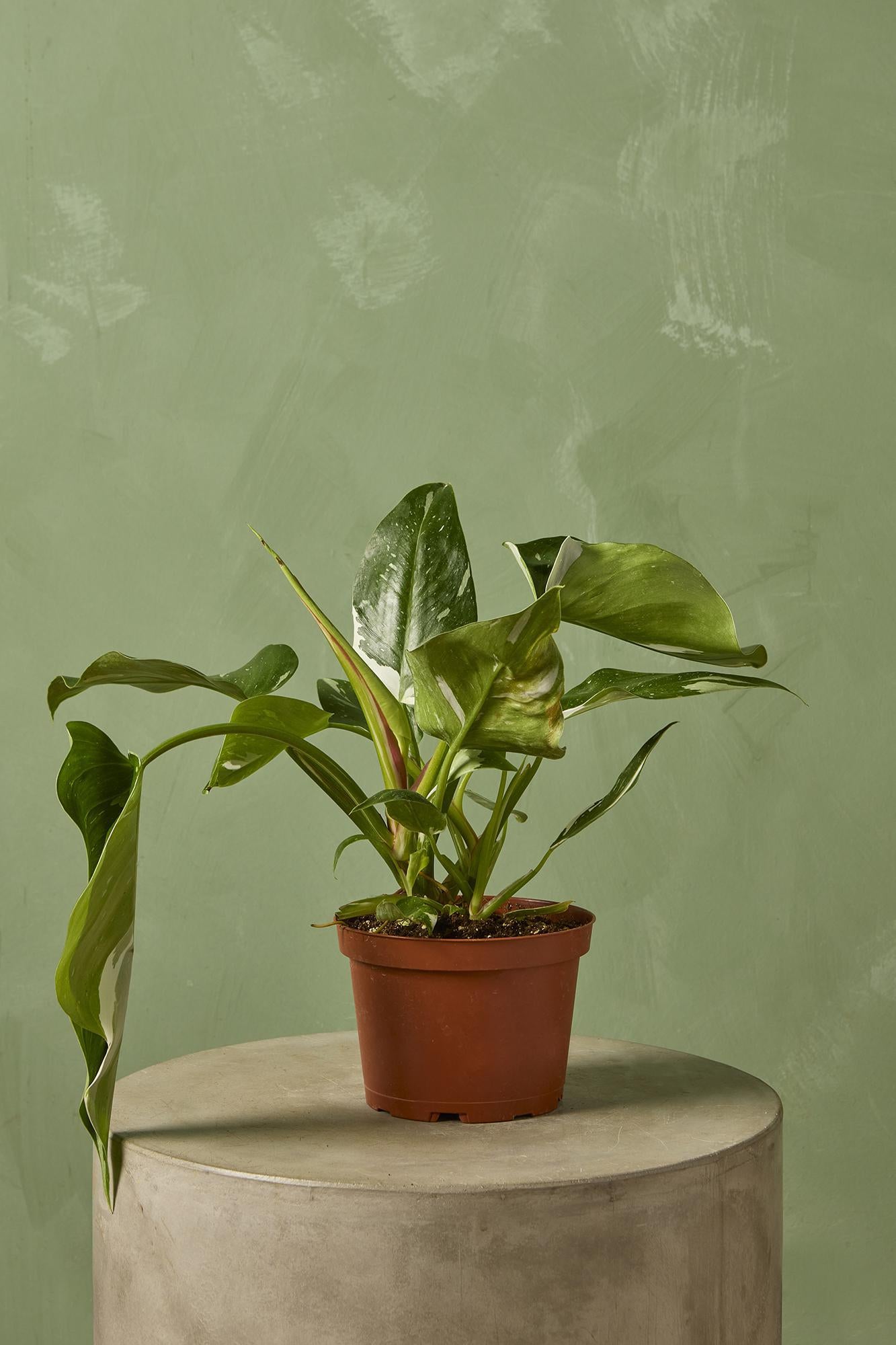Philodendron 'White Princess'