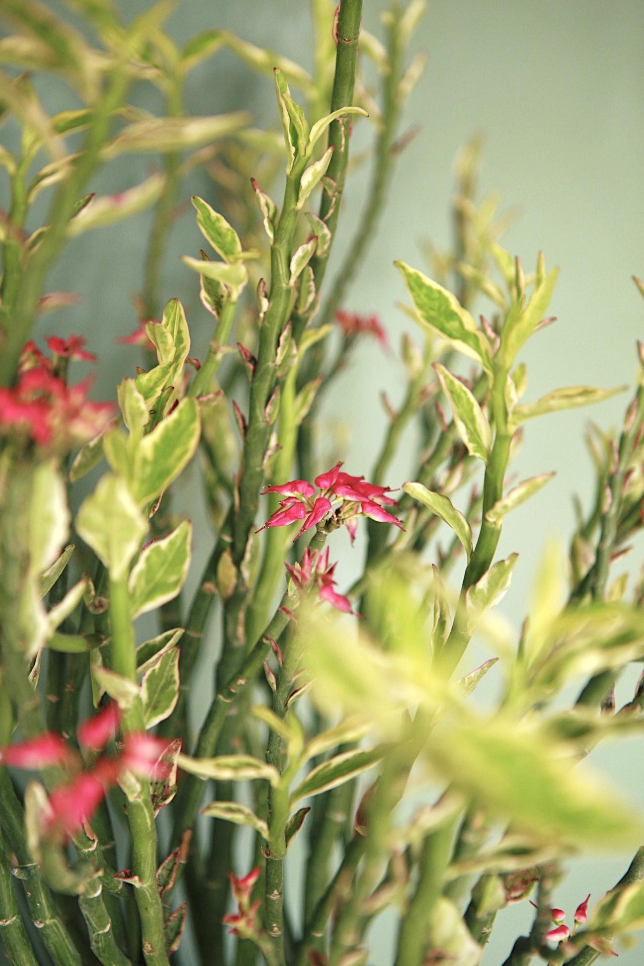 Euphorbia 'Devil's Backbone'