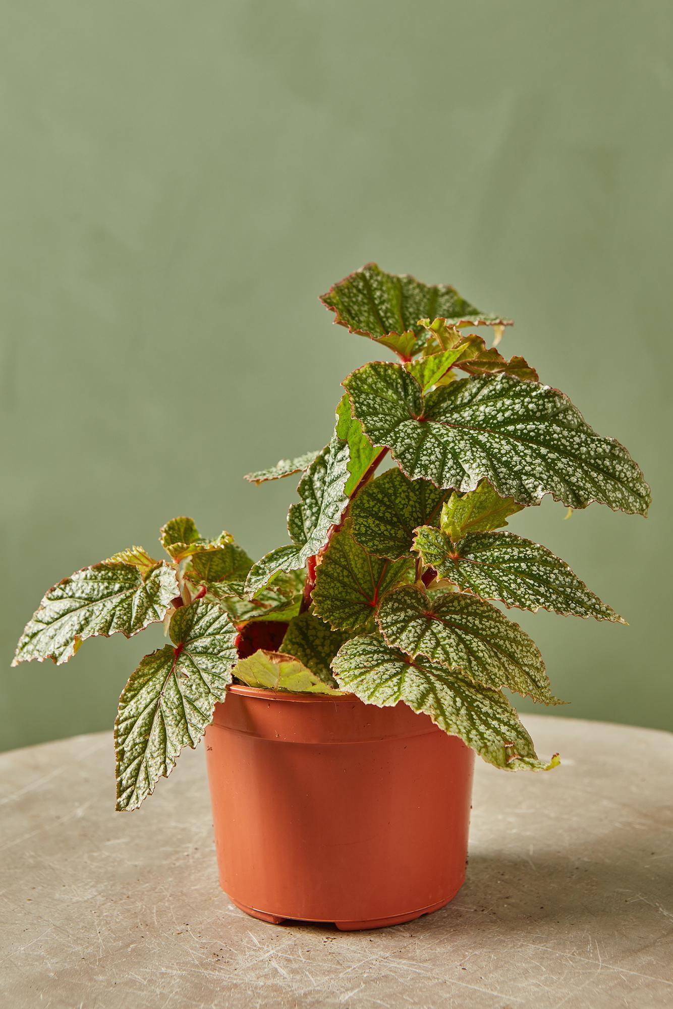 Rex Begonia 'Snow Capped'