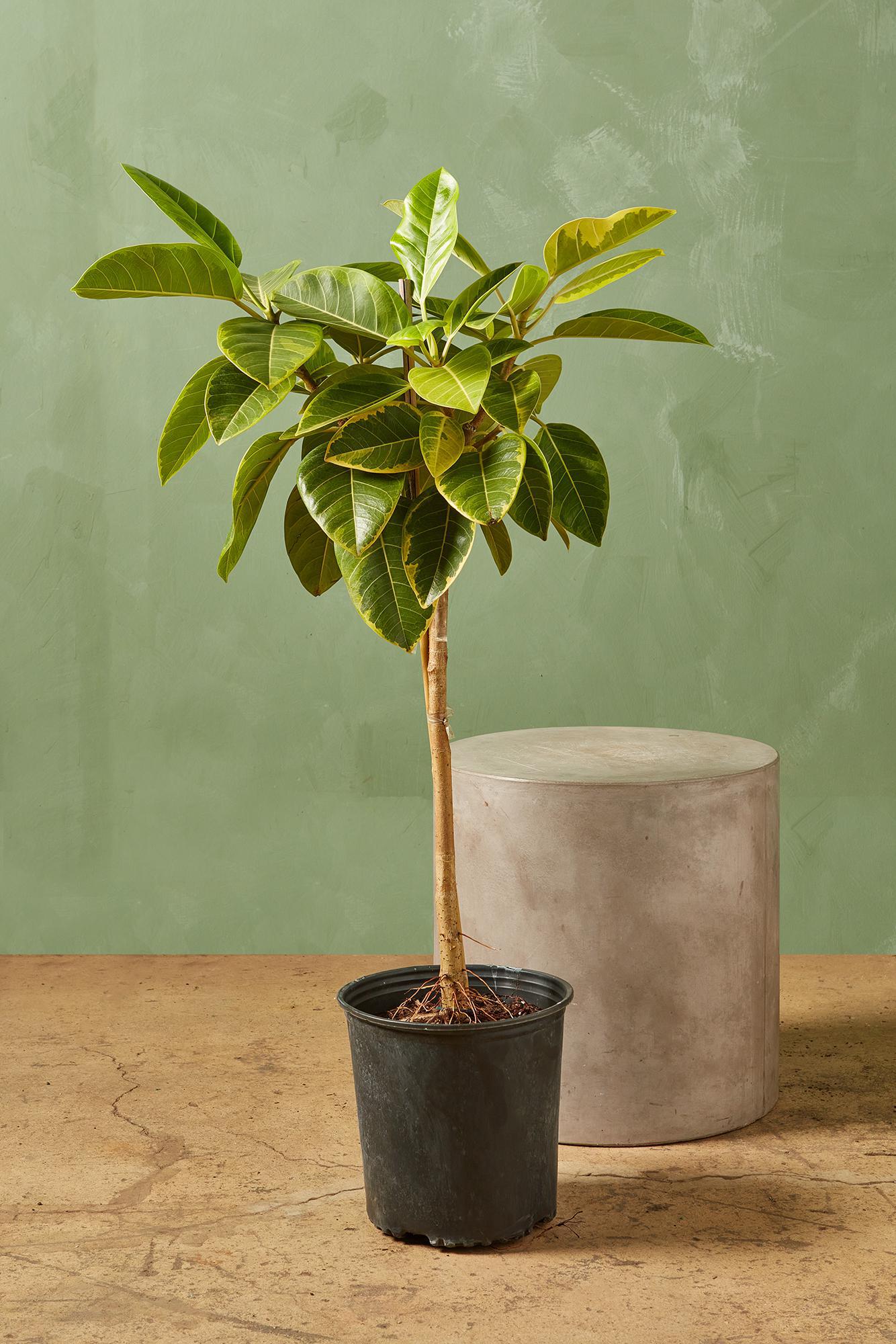 Ficus altissima