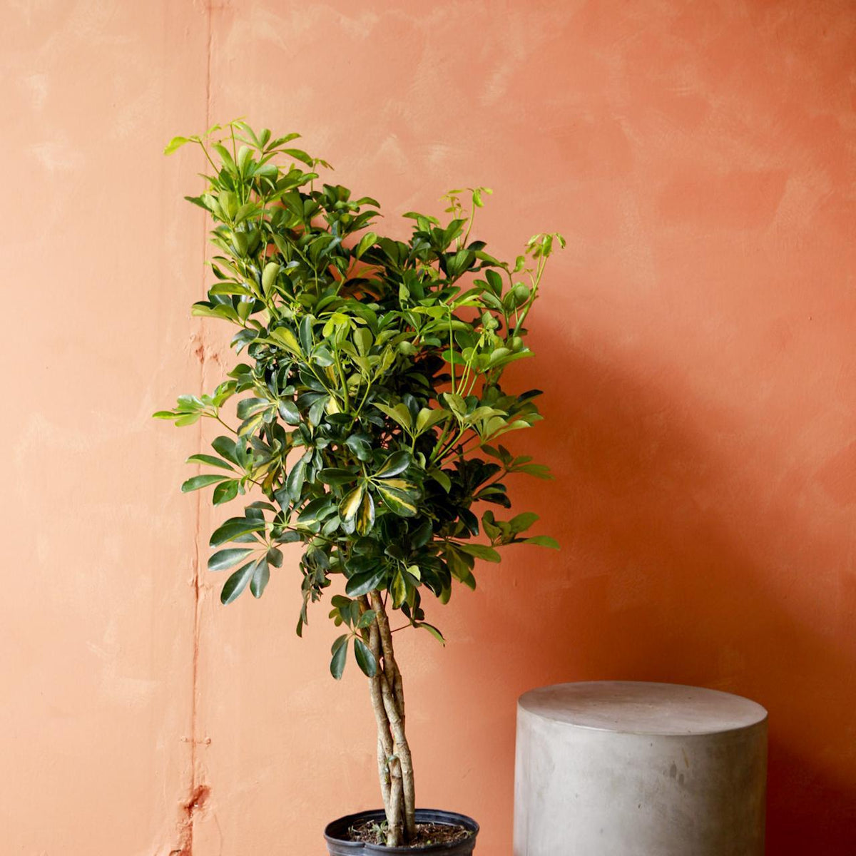 schefflera arboricola capella column Umbrella Tree 'Gold Capella'