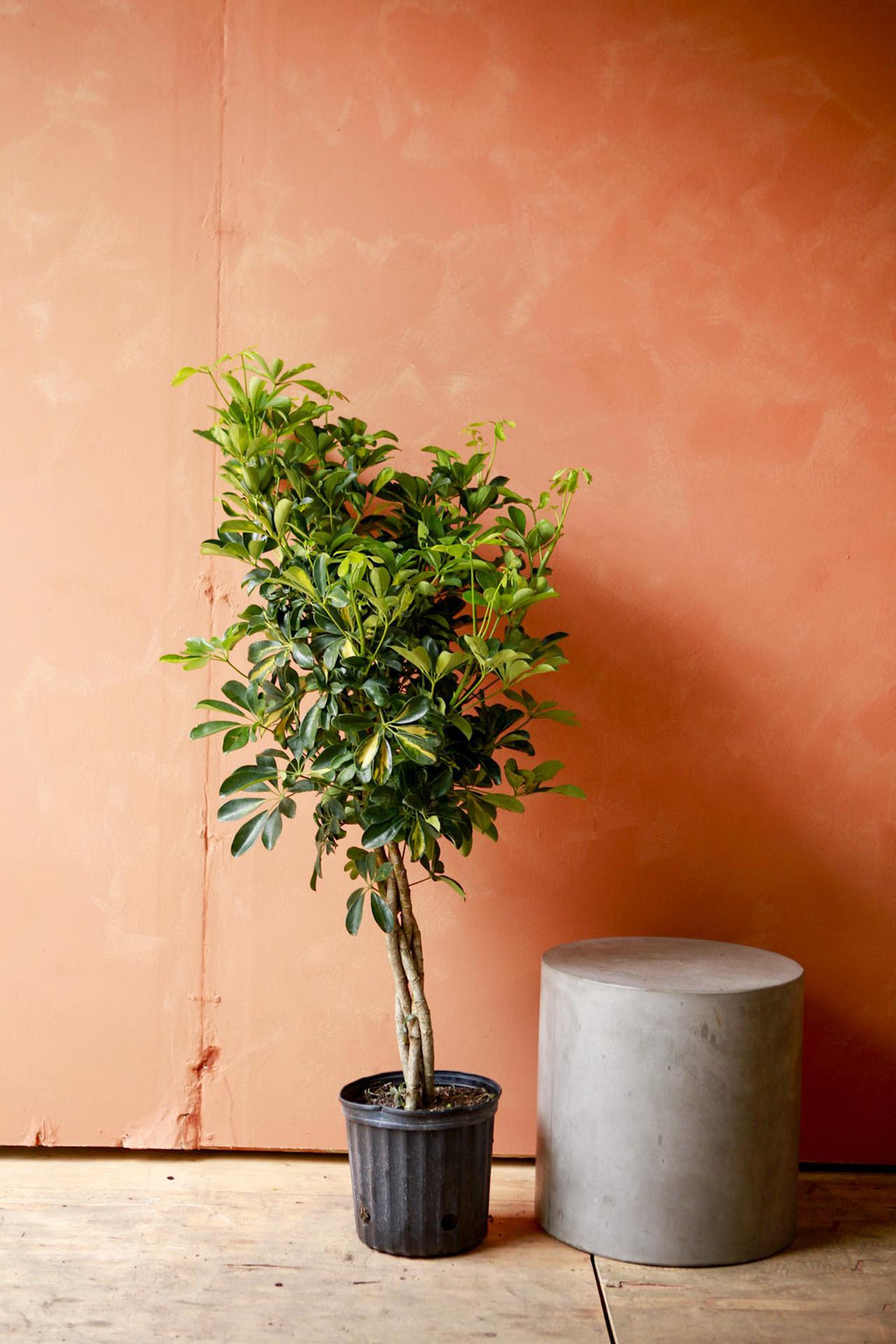 schefflera arboricola gold capella care Umbrella Tree 'Gold Capella' 7g