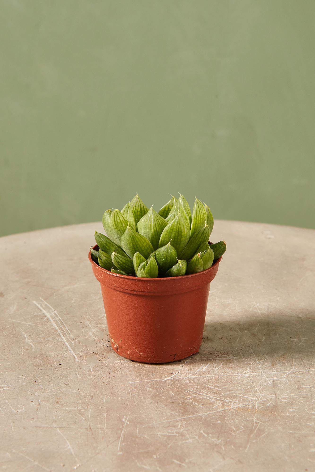 Haworthia cymbiformis