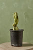 Assorted Cactus