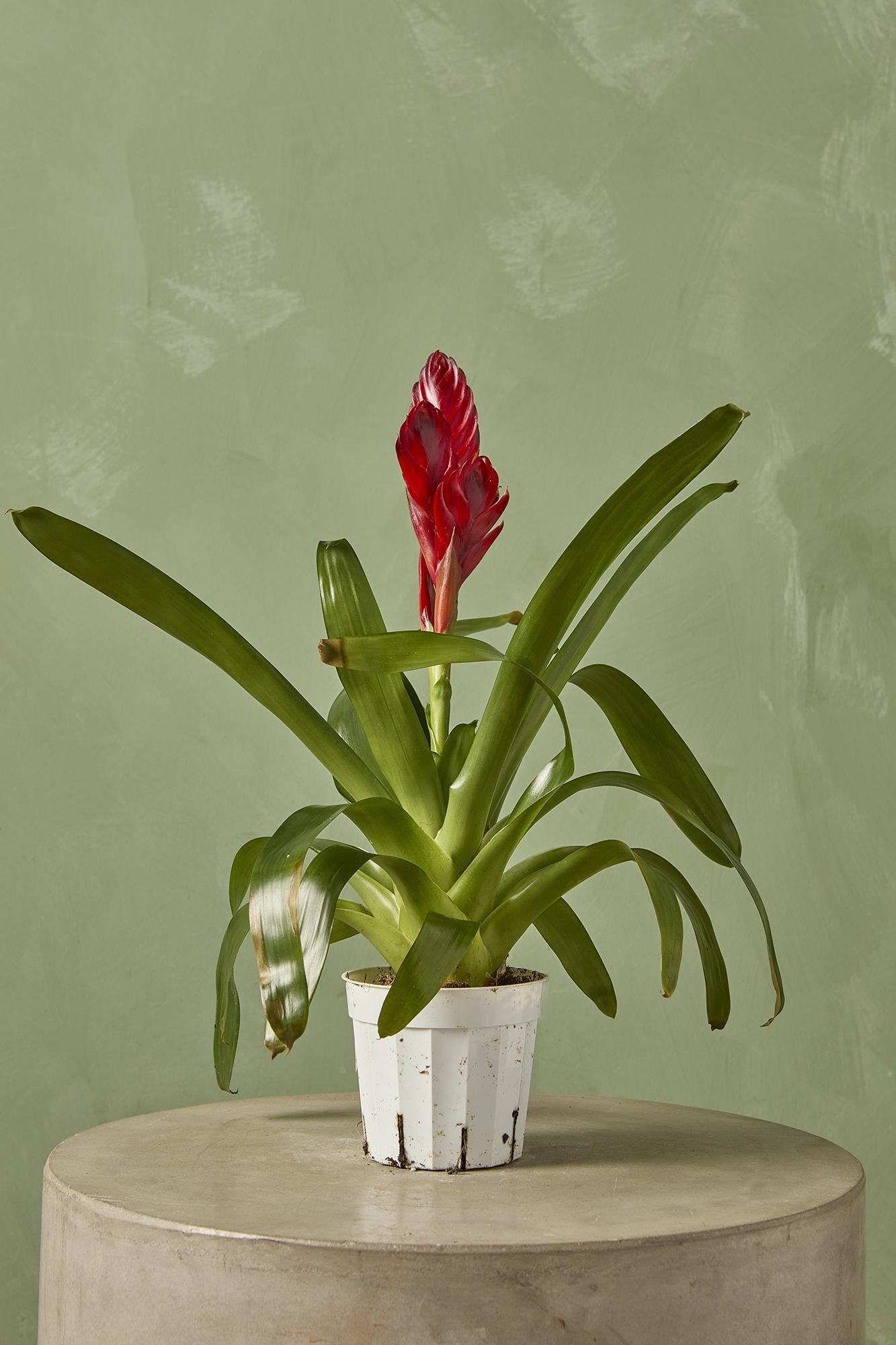 Bromeliad Vriesea