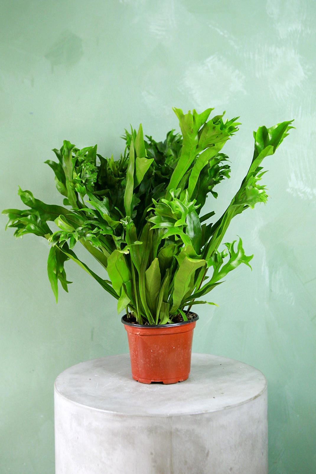 Elk Horn Fern