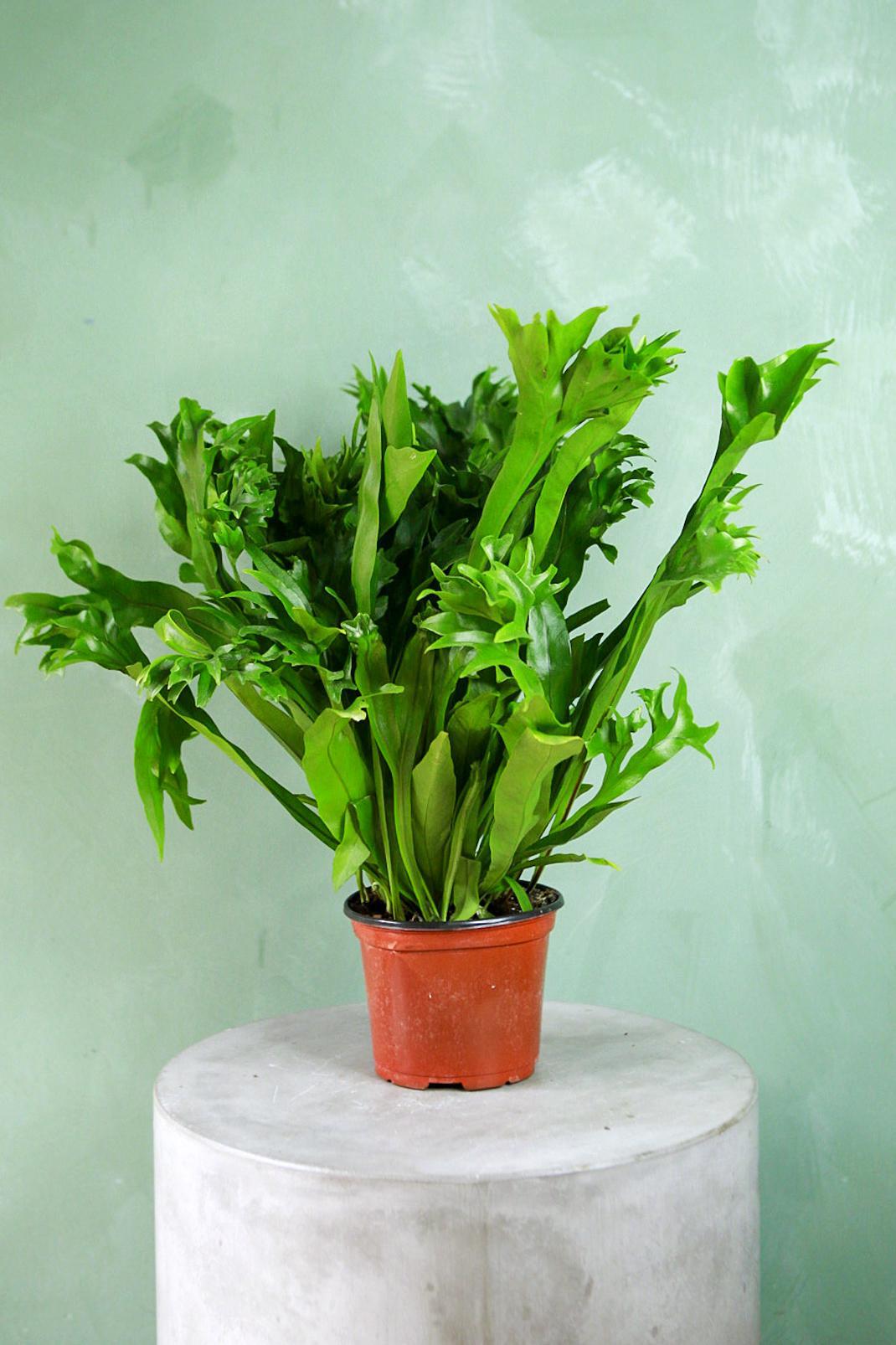 Elkhorn Fern