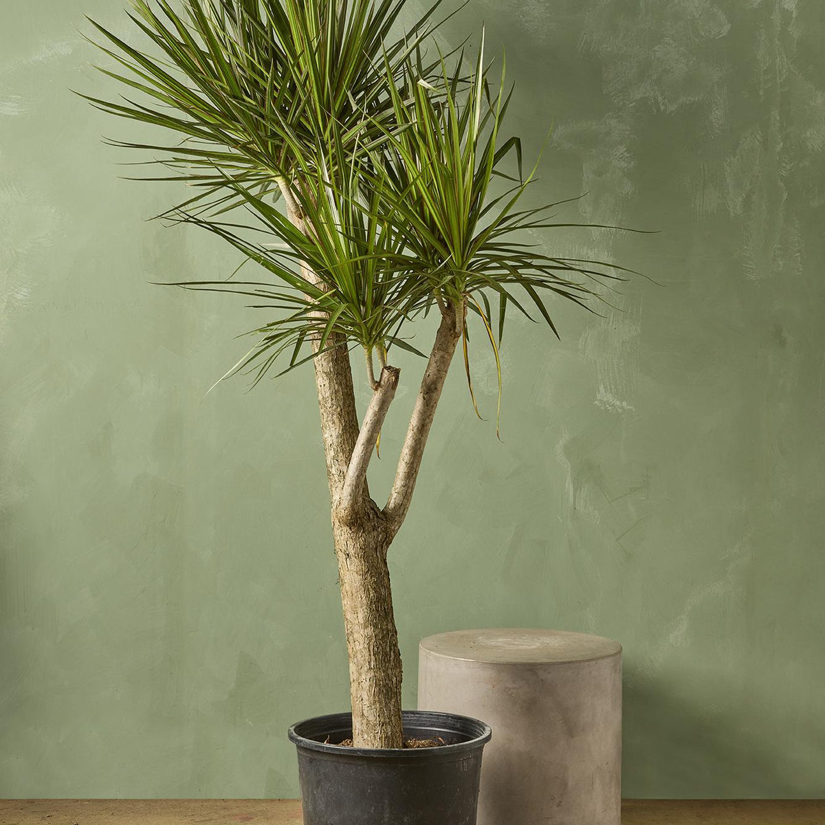 Dracaena Marginata Stump