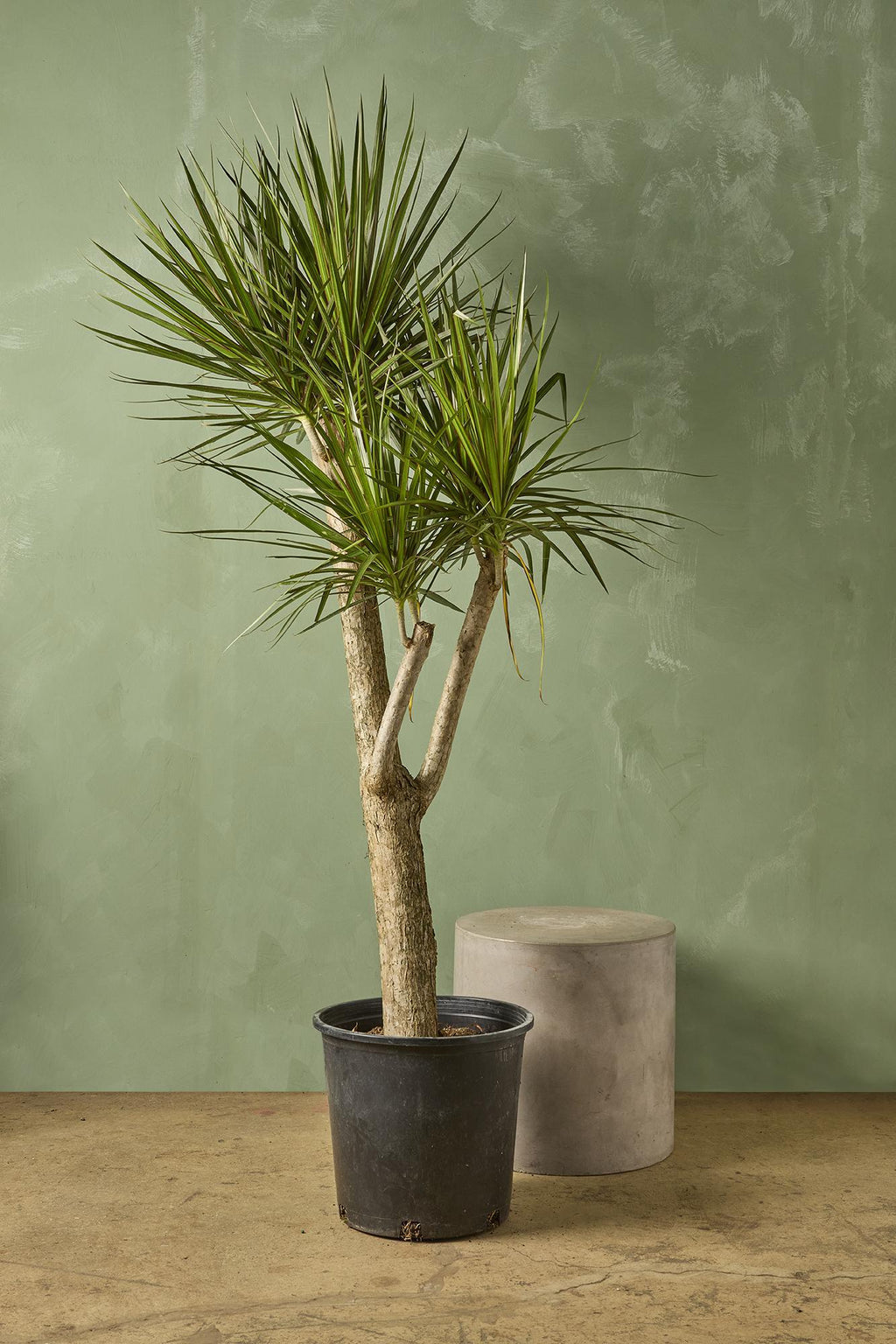 dracaena mass stump Dracaena Marginata Stump