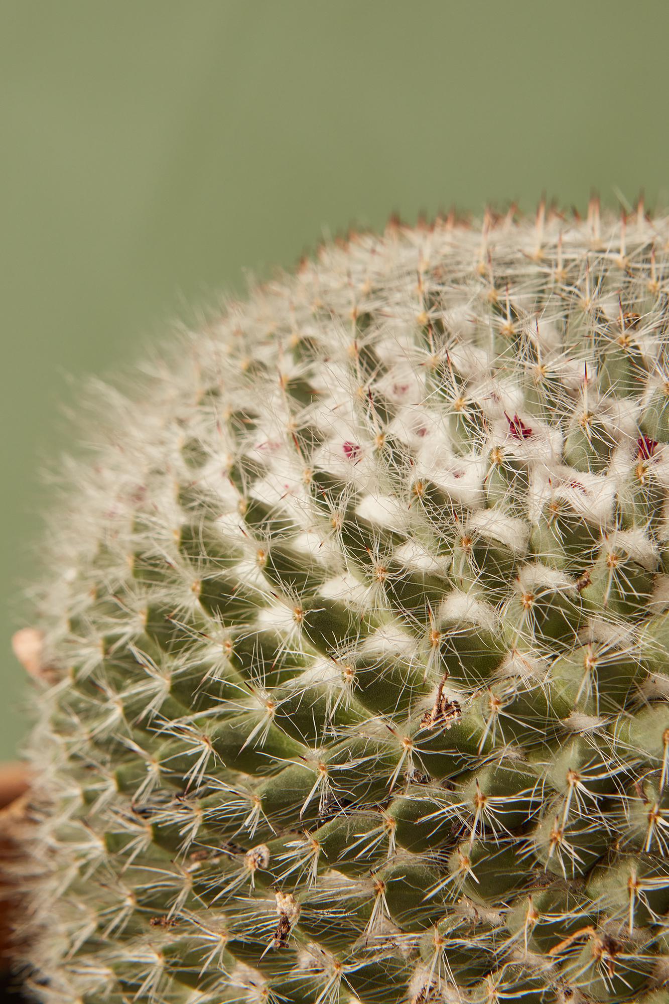 Mammillaria Cactus