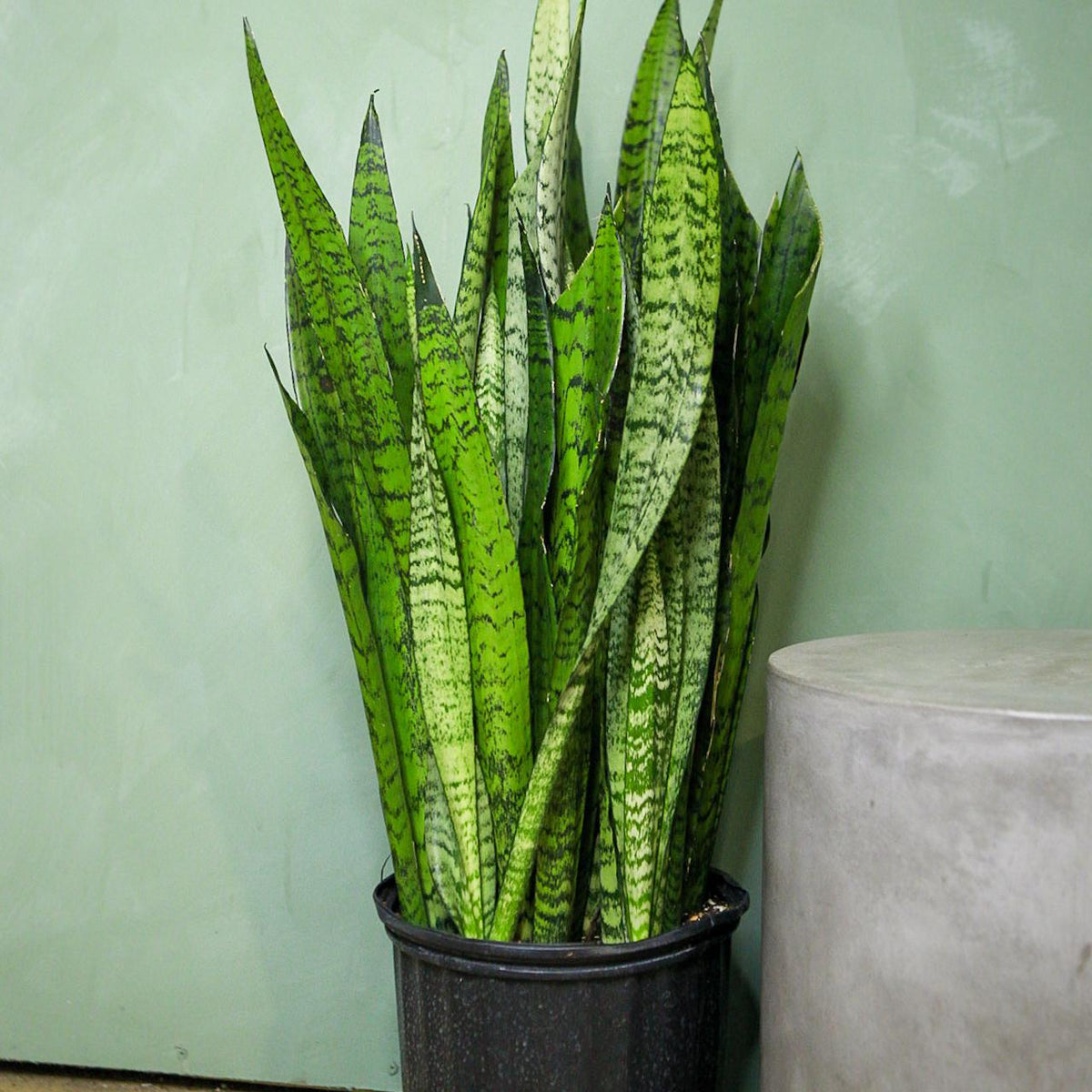 xl snake plant Snake Plant 'Zeylanica' 4"