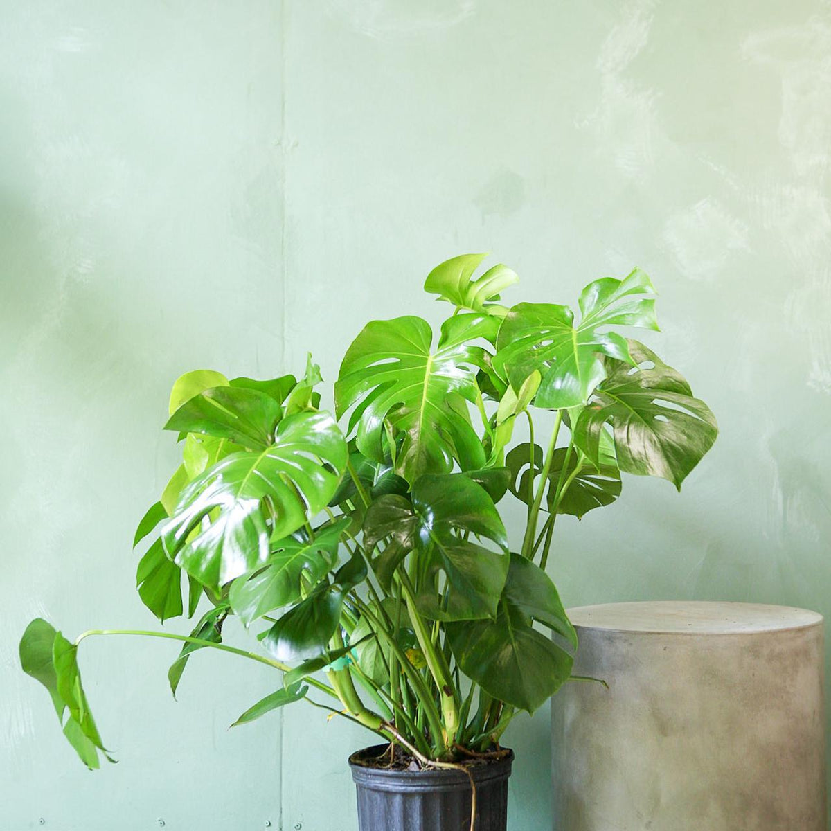 Monstera deliciosa