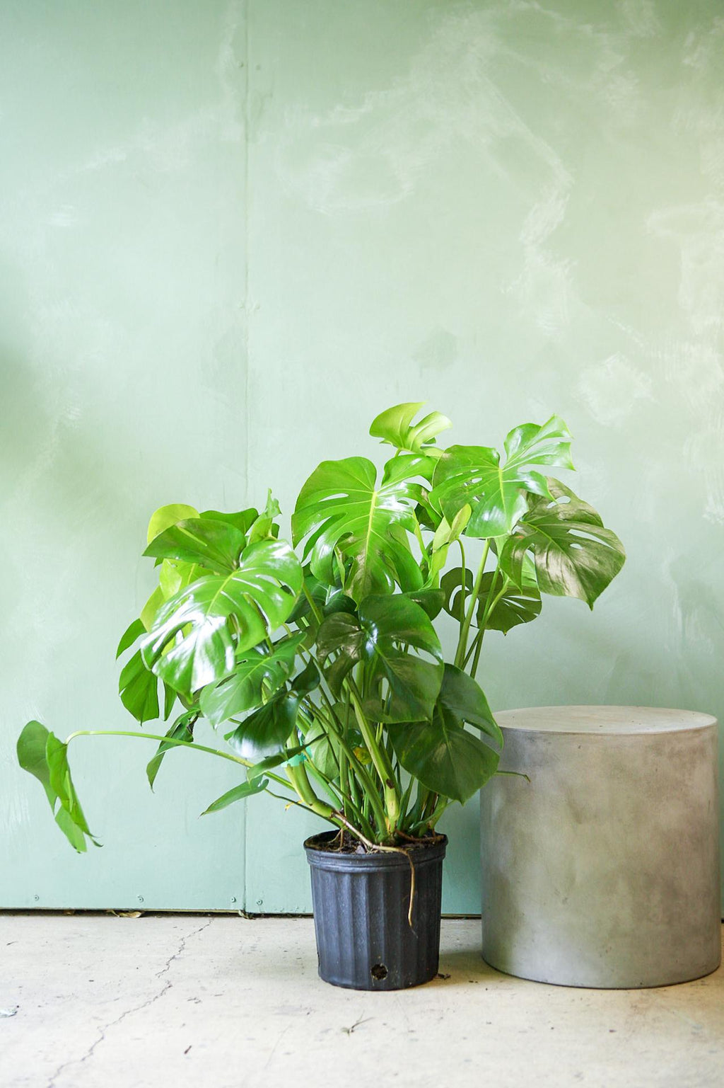 exposition monstera deliciosa Monstera deliciosa 10"