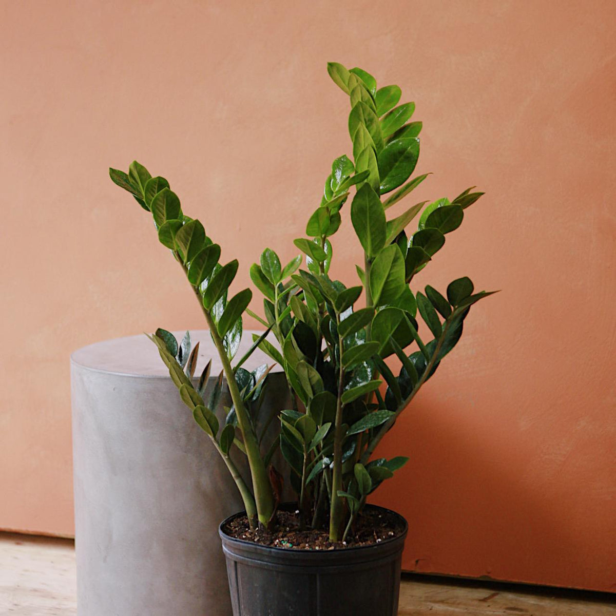 small zz plant pasadena ZZ Plant 14"