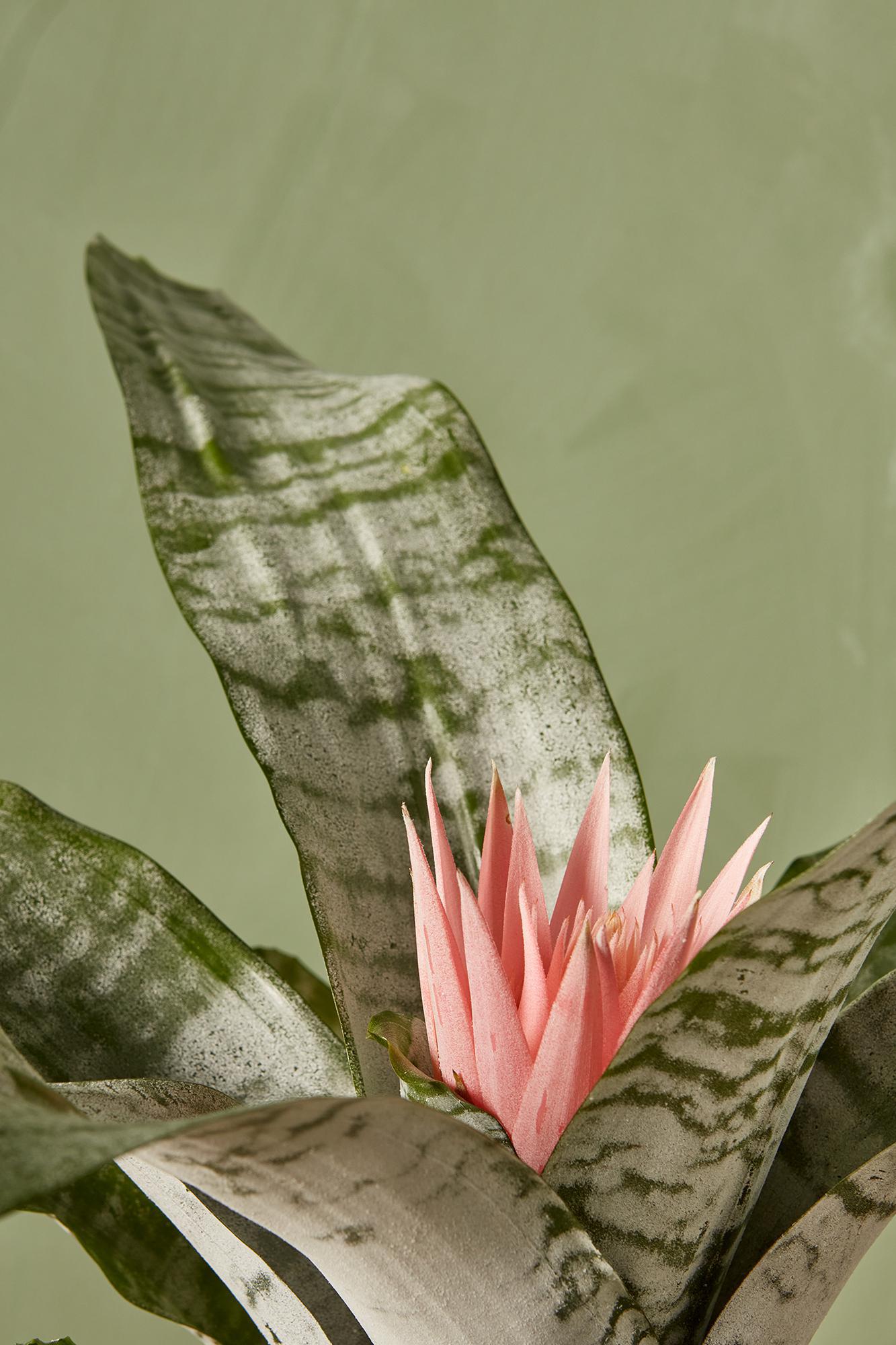 Aechmea Bromeliad