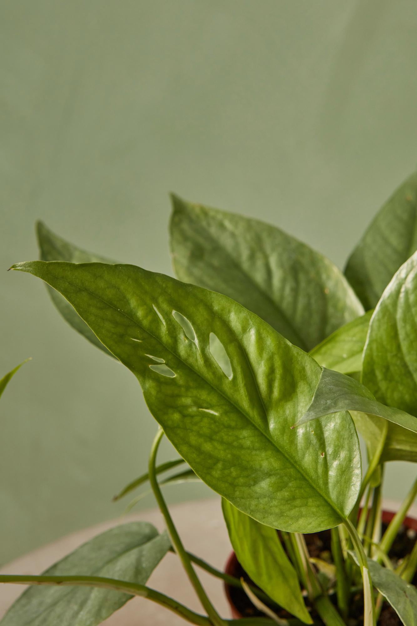 Philodendron 'Cebu Blue'