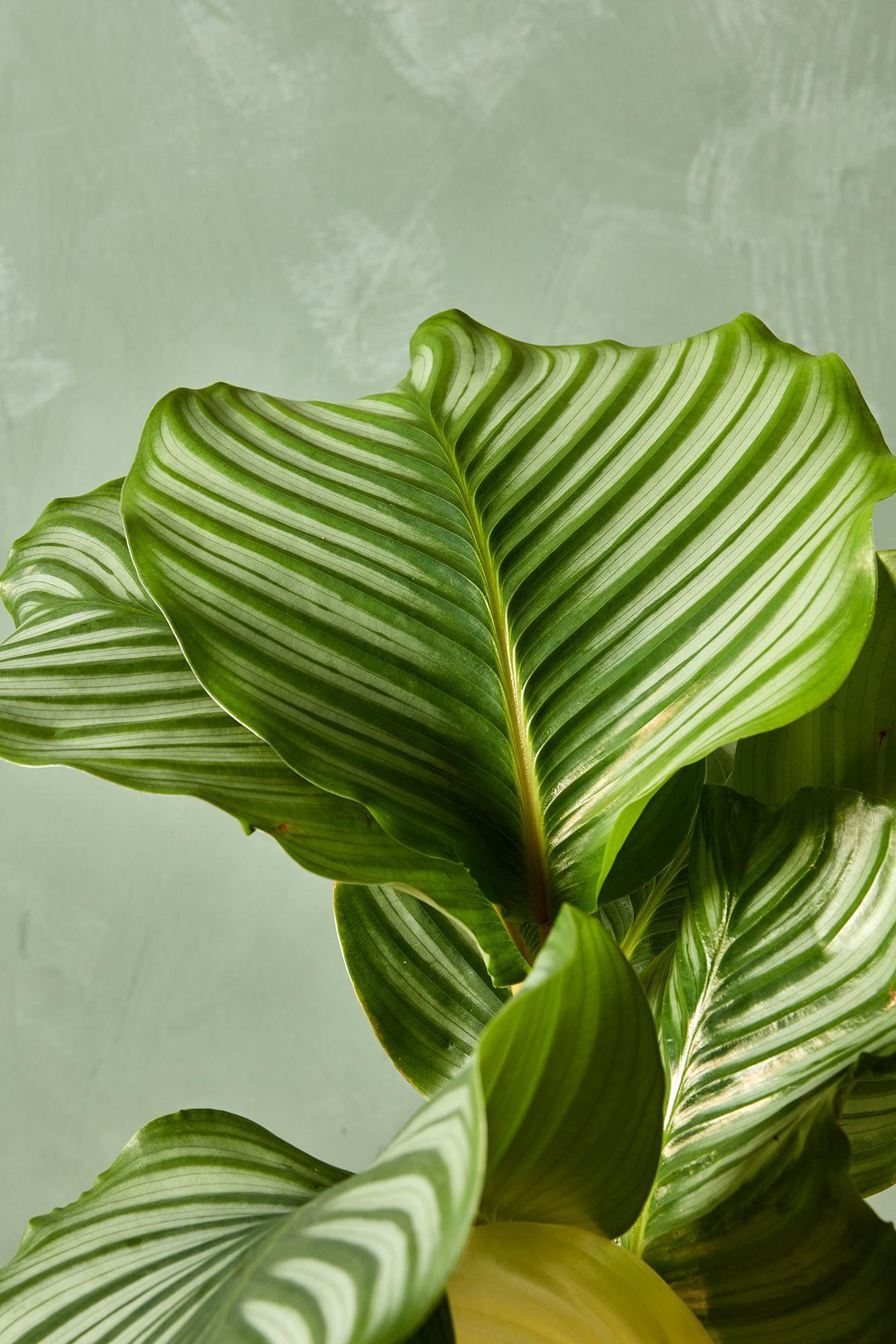 Calathea Orbifolia