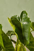 Philodendron 'Burle Marx'