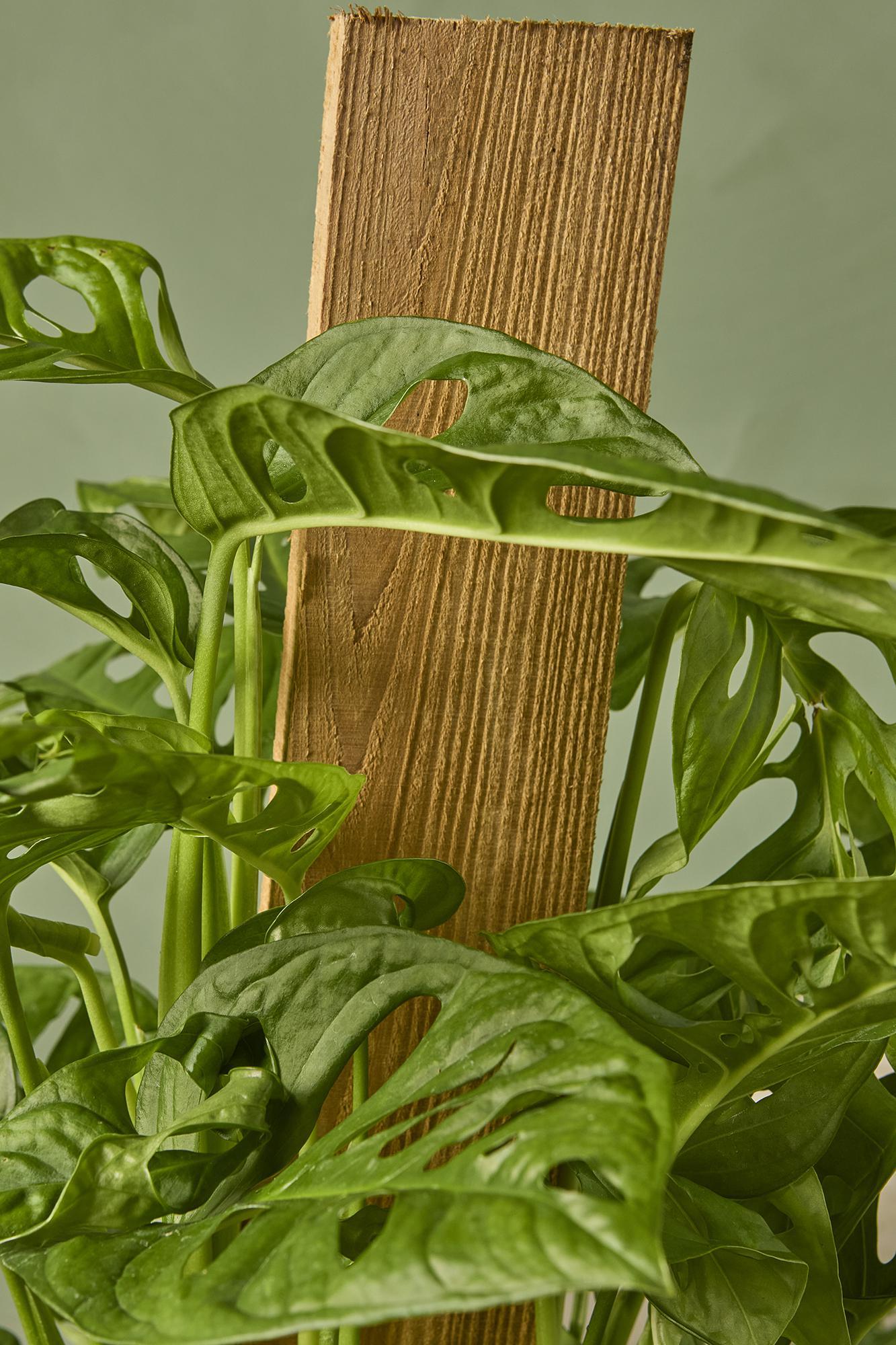 Swiss Cheese Plant