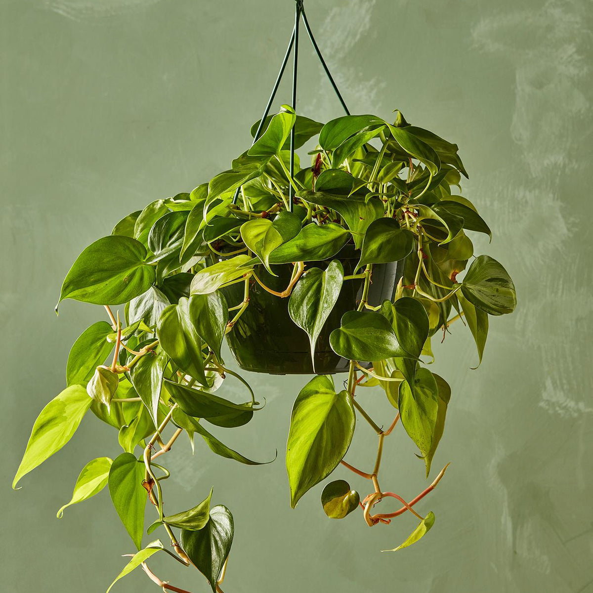 Philodendron 'Brasil' 6
