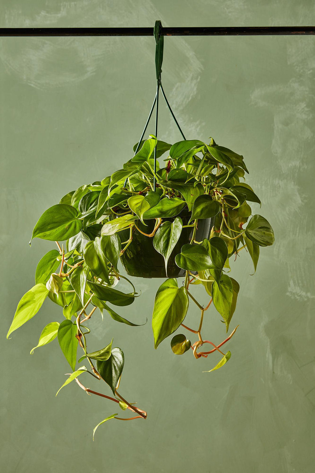 Philodendron 'Brasil' 6