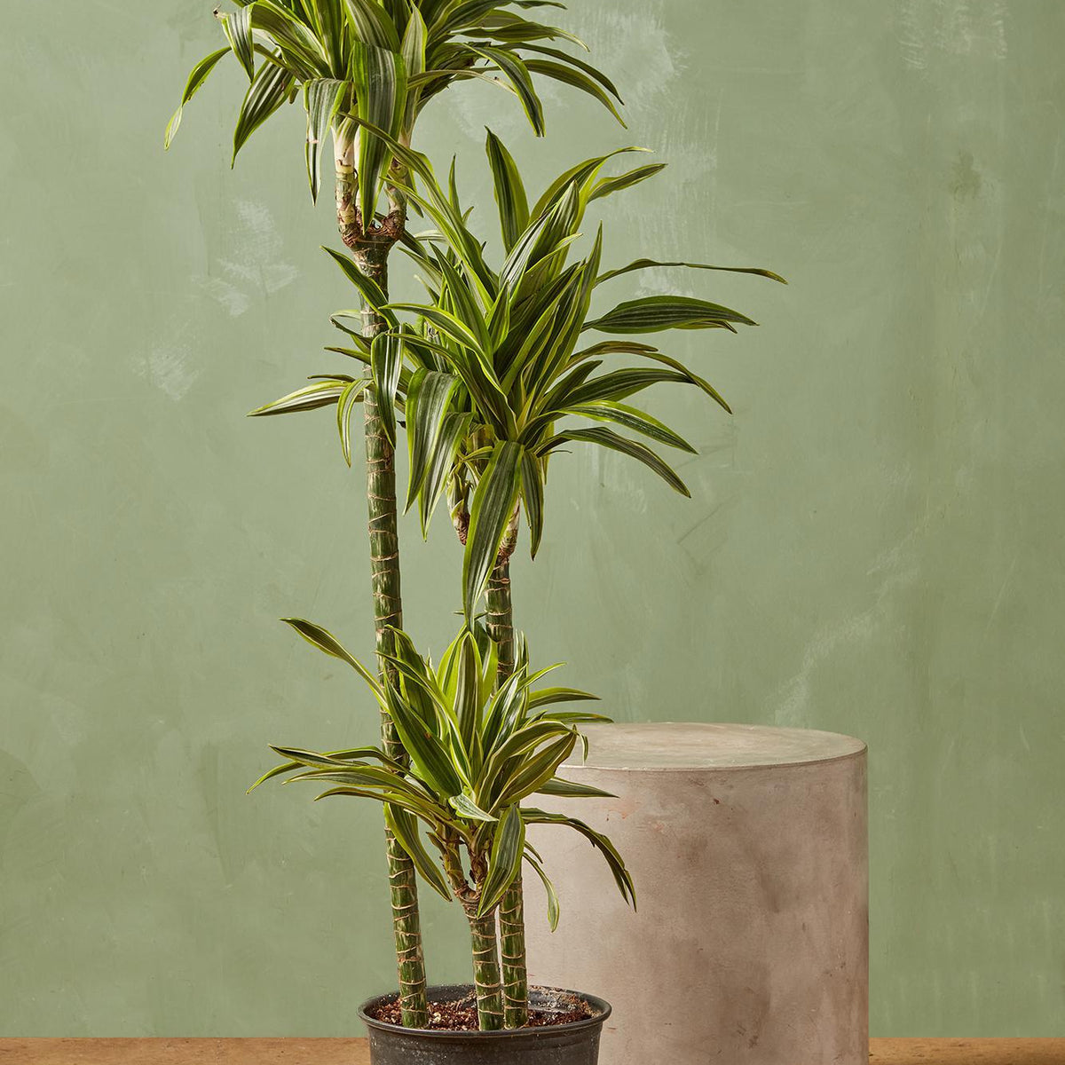 dracaena deremensis 'lemon lime' Dracaena 'Warneckii Lemon Lime' 6"
