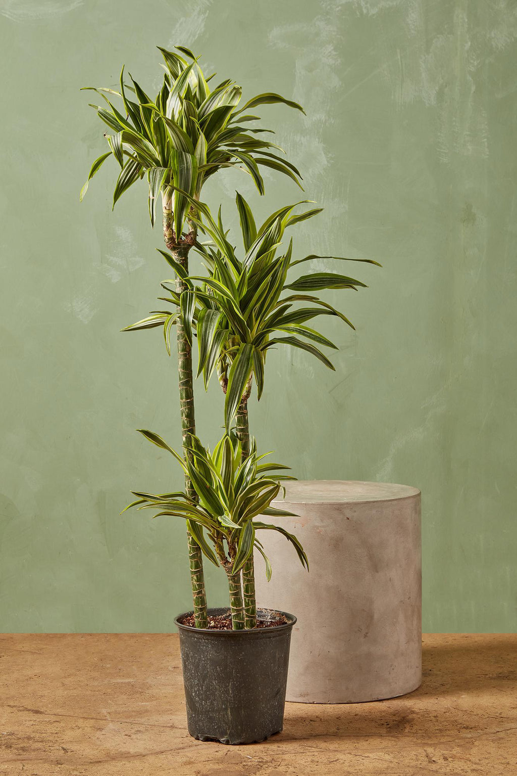 dracena warneckii lemon lime Dracaena 'Warneckii Lemon Lime'