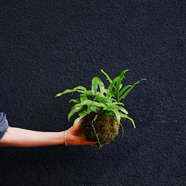 Kokedama Moss Balls at REWILD Capitol Hill 5/15 @ 7PM