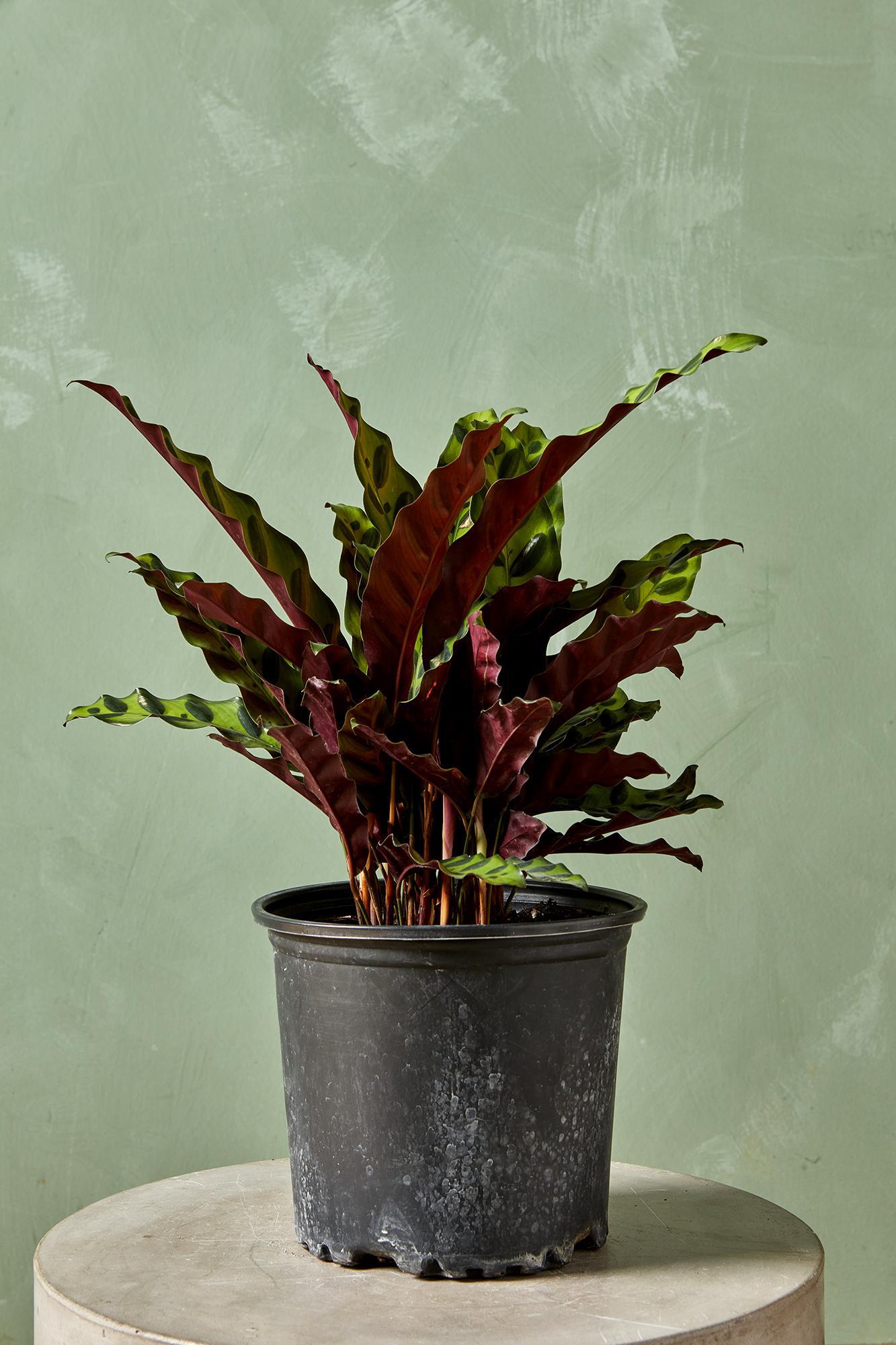 Rattlesnake Calathea