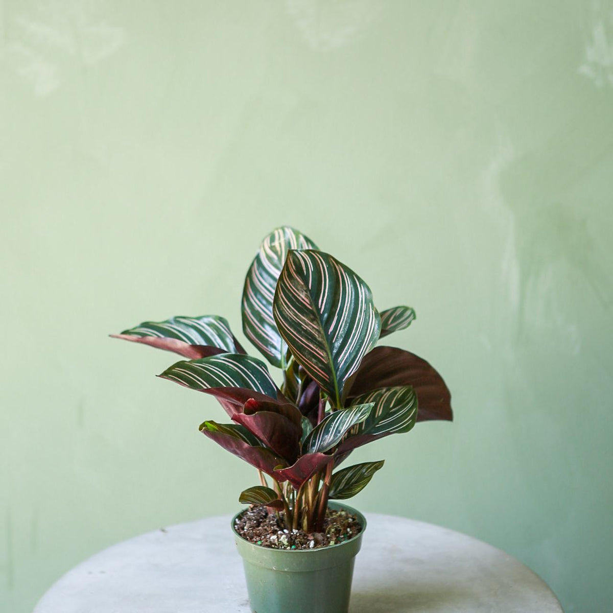 Calathea Ornata