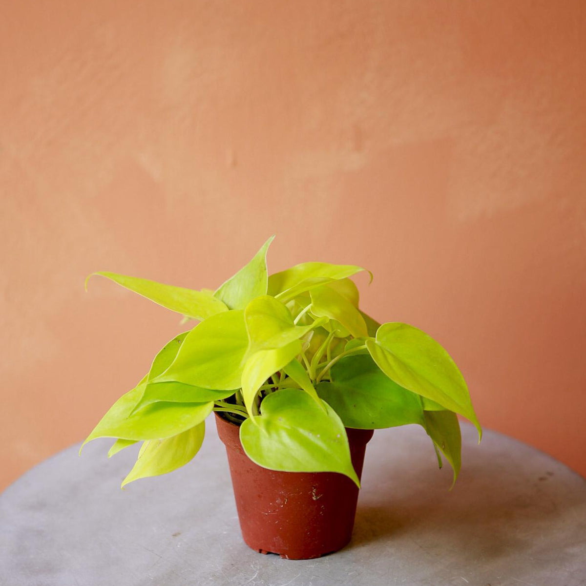 philodendron lemon lime uk Philodendron 'Lemon Lime'