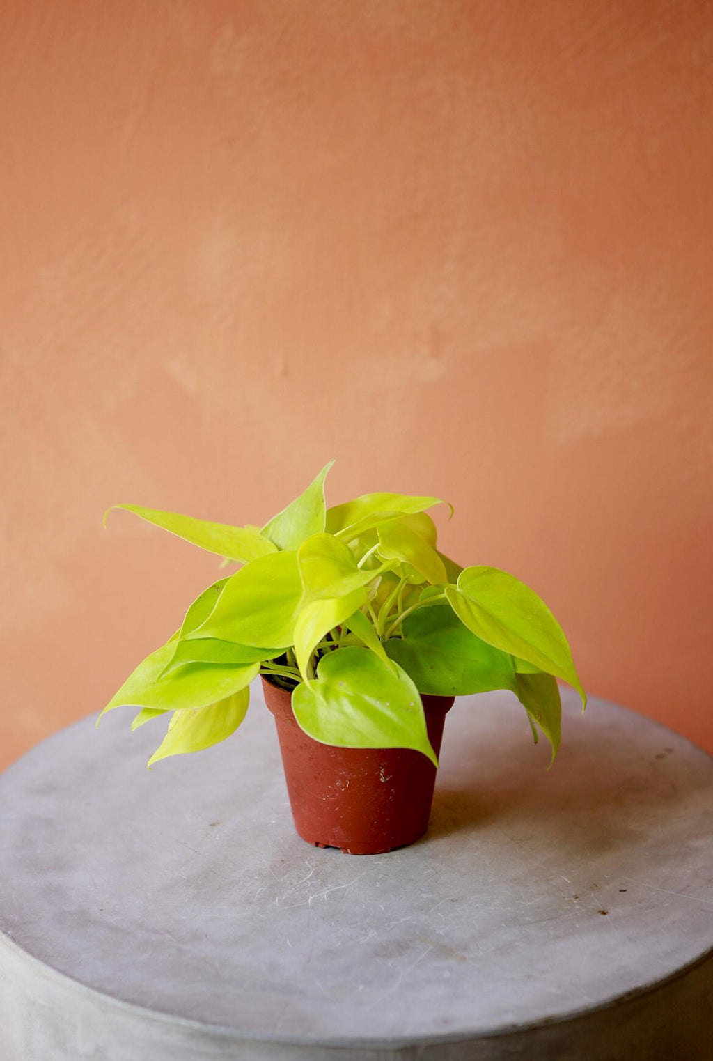 philodendron neon vs lemon lime Philodendron 'Lemon Lime'