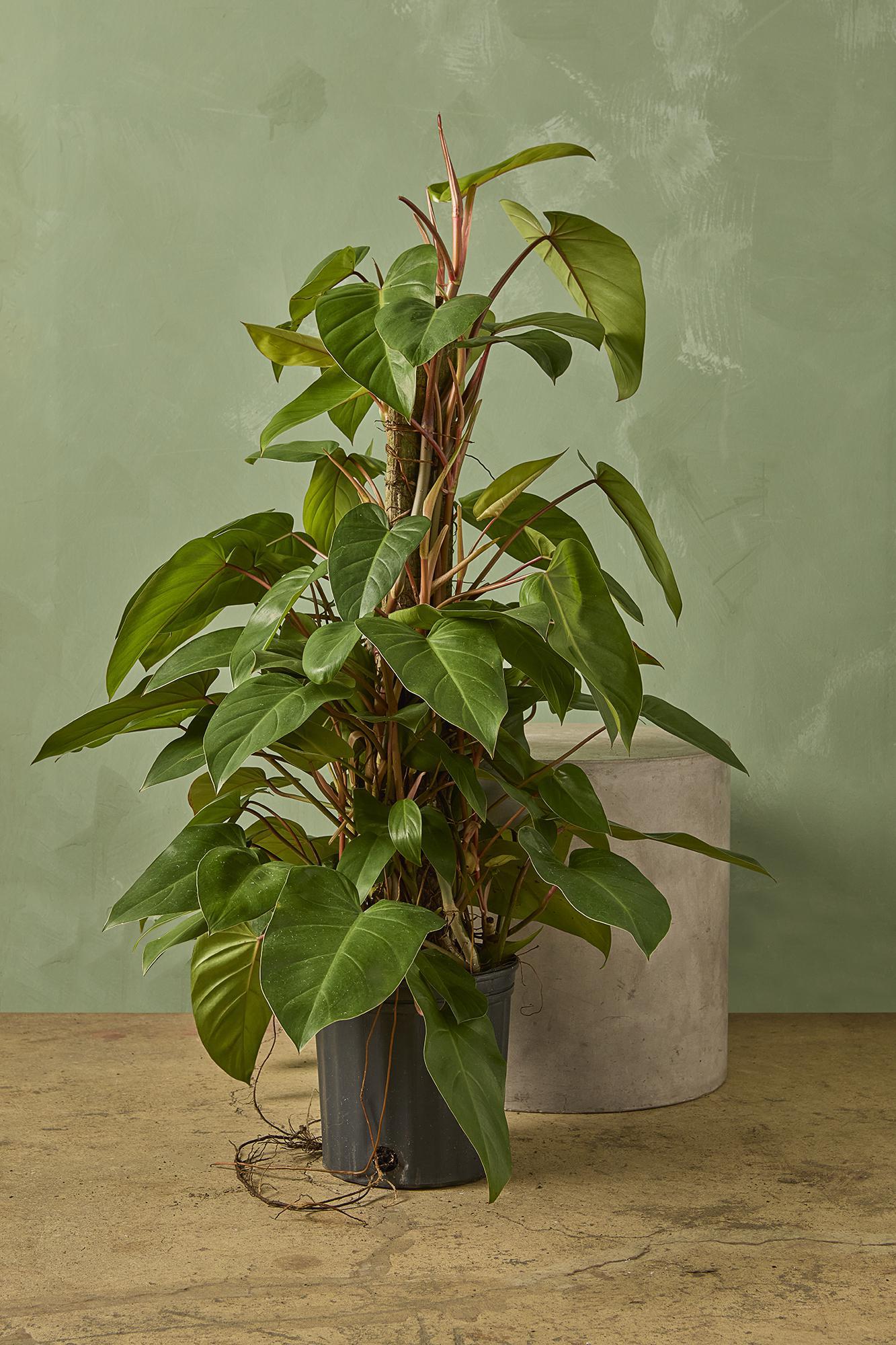 フィロデンドロン　レッドエメラルド？ フィロデンドロン レッド エメラルド (Philodendron Erubescens