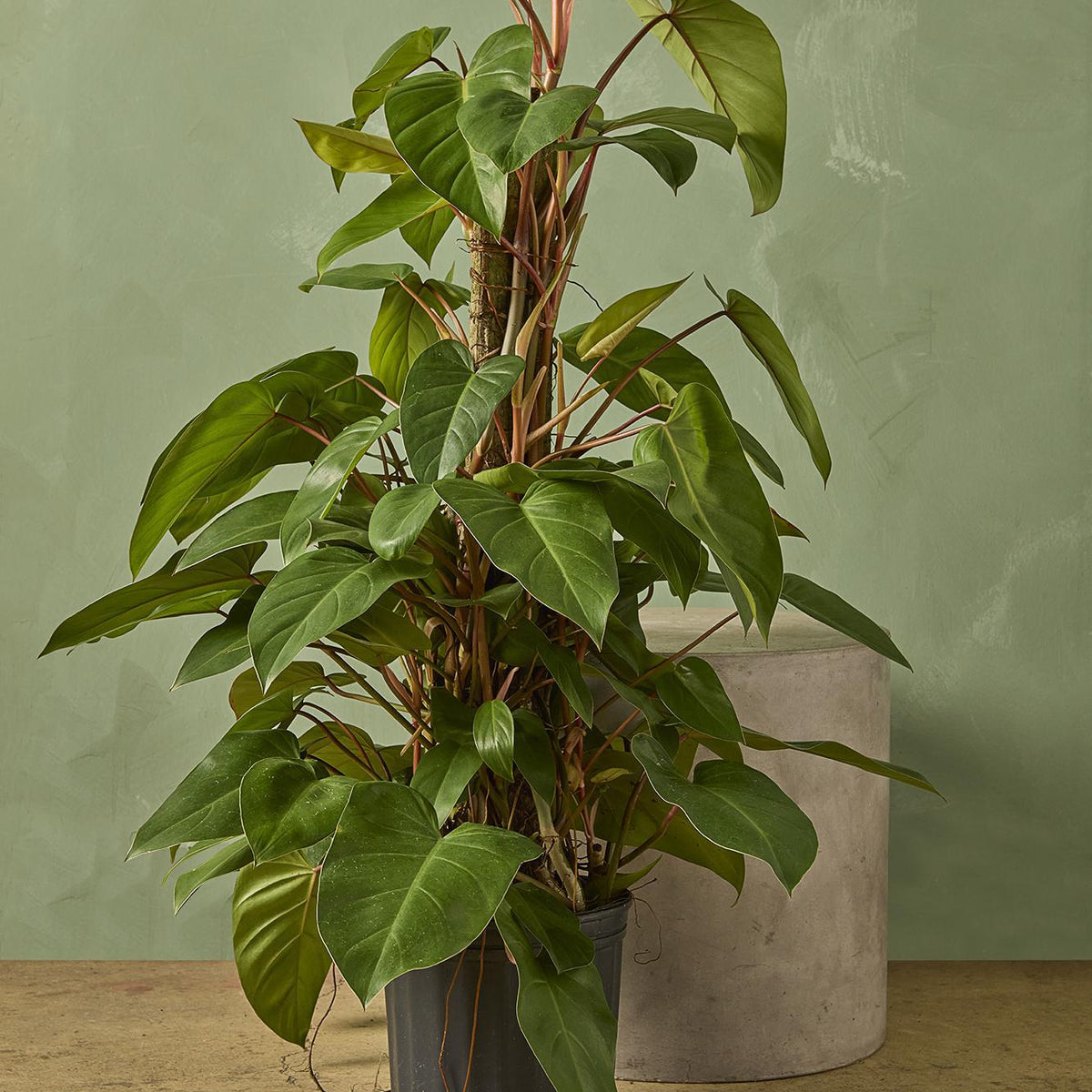 emerald duke philodendron Philodendron 'Red Emerald'