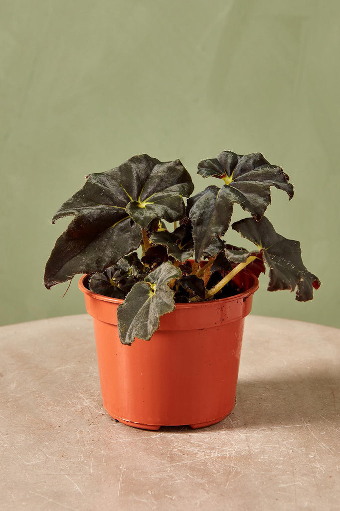 Rex Begonia 'Bethlehem Star'