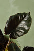 Alocasia 'Kapit'