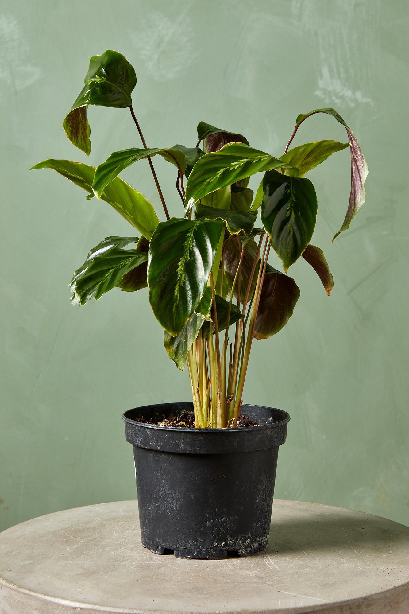 Calathea 'Maui Queen'