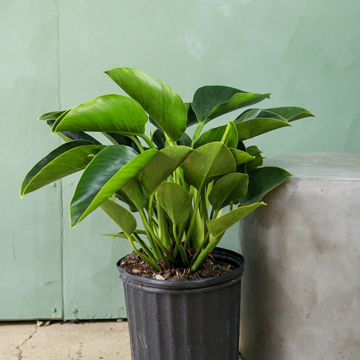 green princess philodendron care Philodendron 'Green Princess'