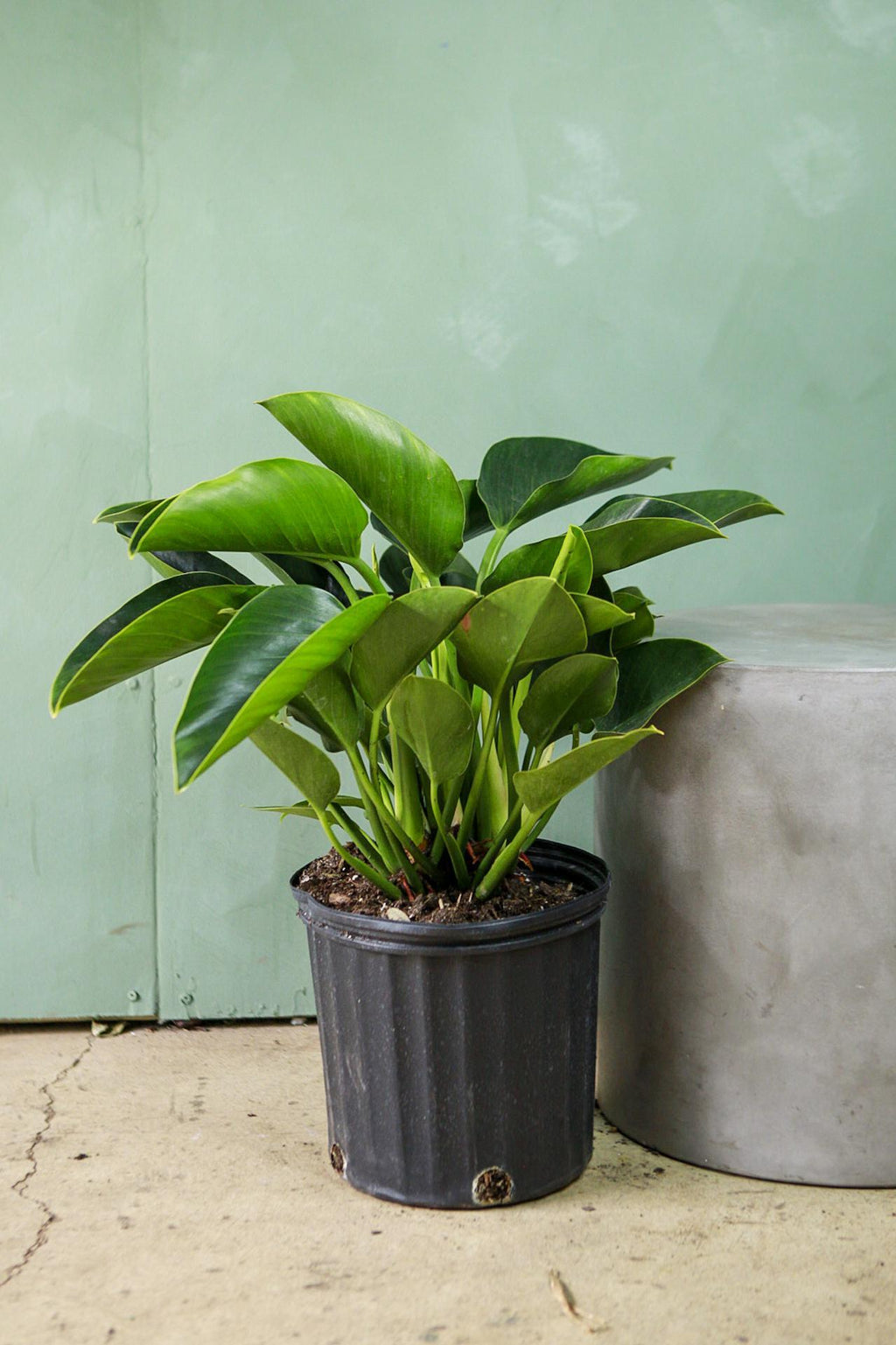 philodendron green diamond size Philodendron 'Green Princess'