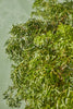 Golden Ming Aralia