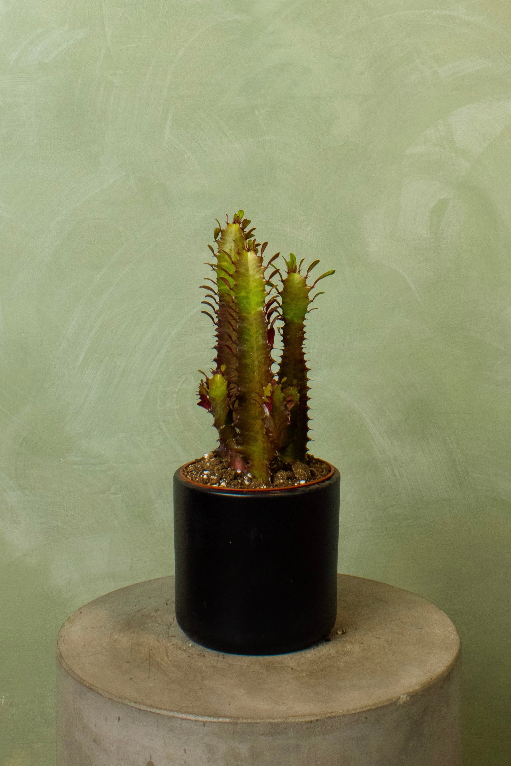 trigona succulent Potted 6" Euphorbia trigona